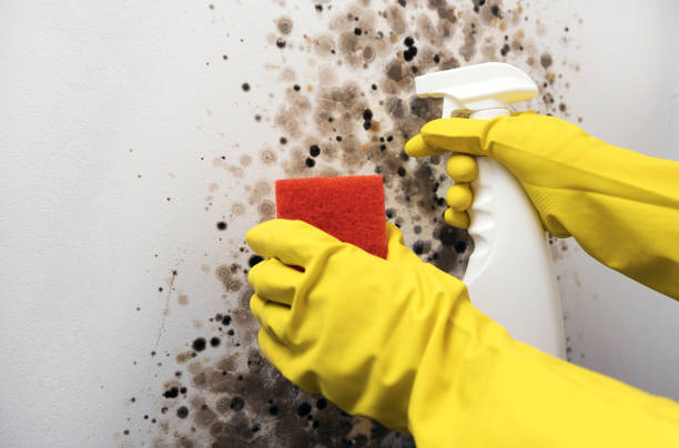 Best Same-Day Mold Removal  in Shinglehouse, PA