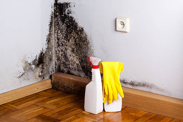 Best Affordable Mold Removal  in Shinglehouse, PA