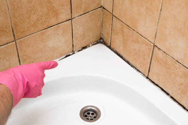 Best Fast Mold Removal  in Shinglehouse, PA